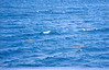06 Sea turtles 8-13-2004